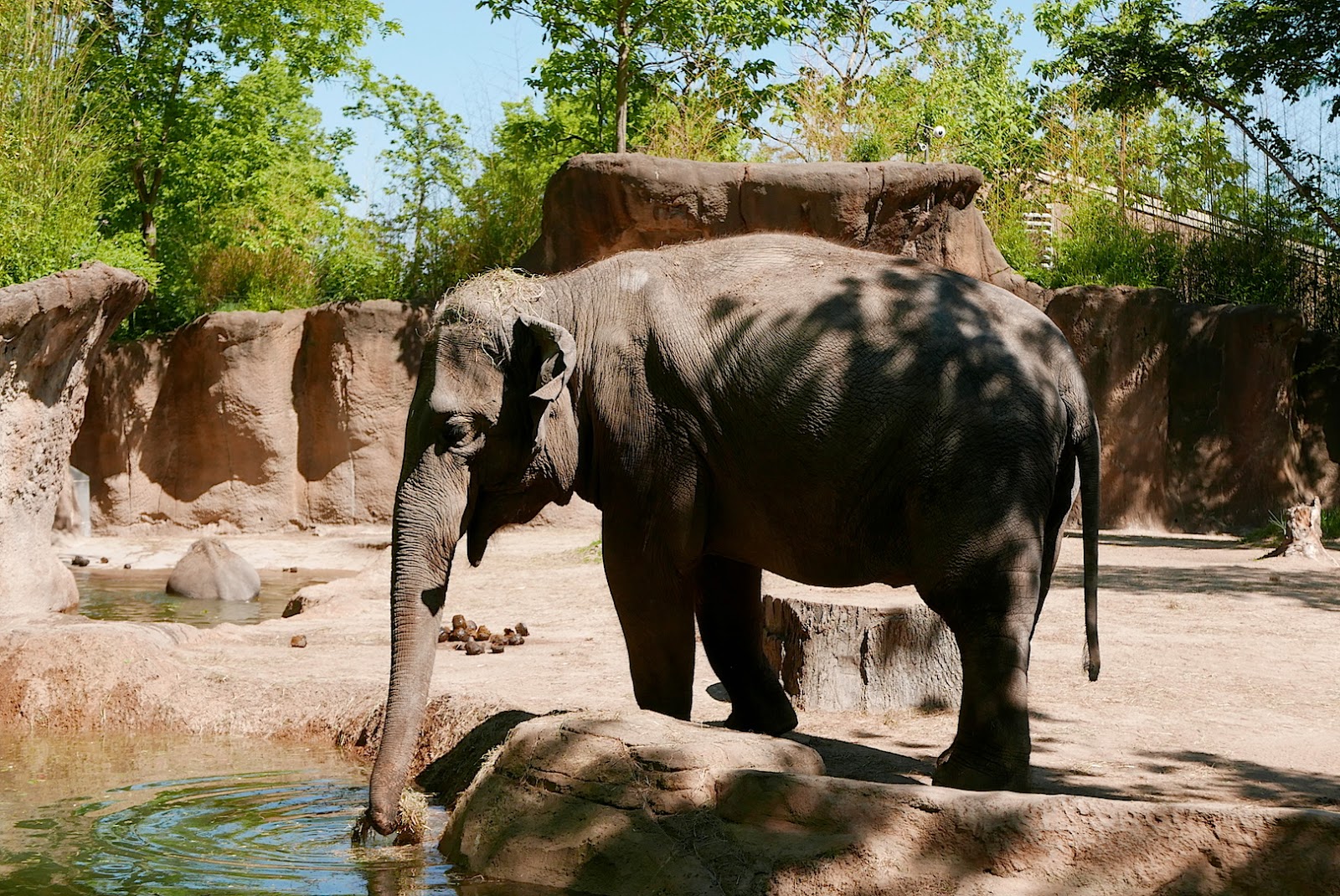 Louis zoo’s wildcare park, which will open in 2027. Josh and Joe Travels St Louis Zoo and Forest Park
