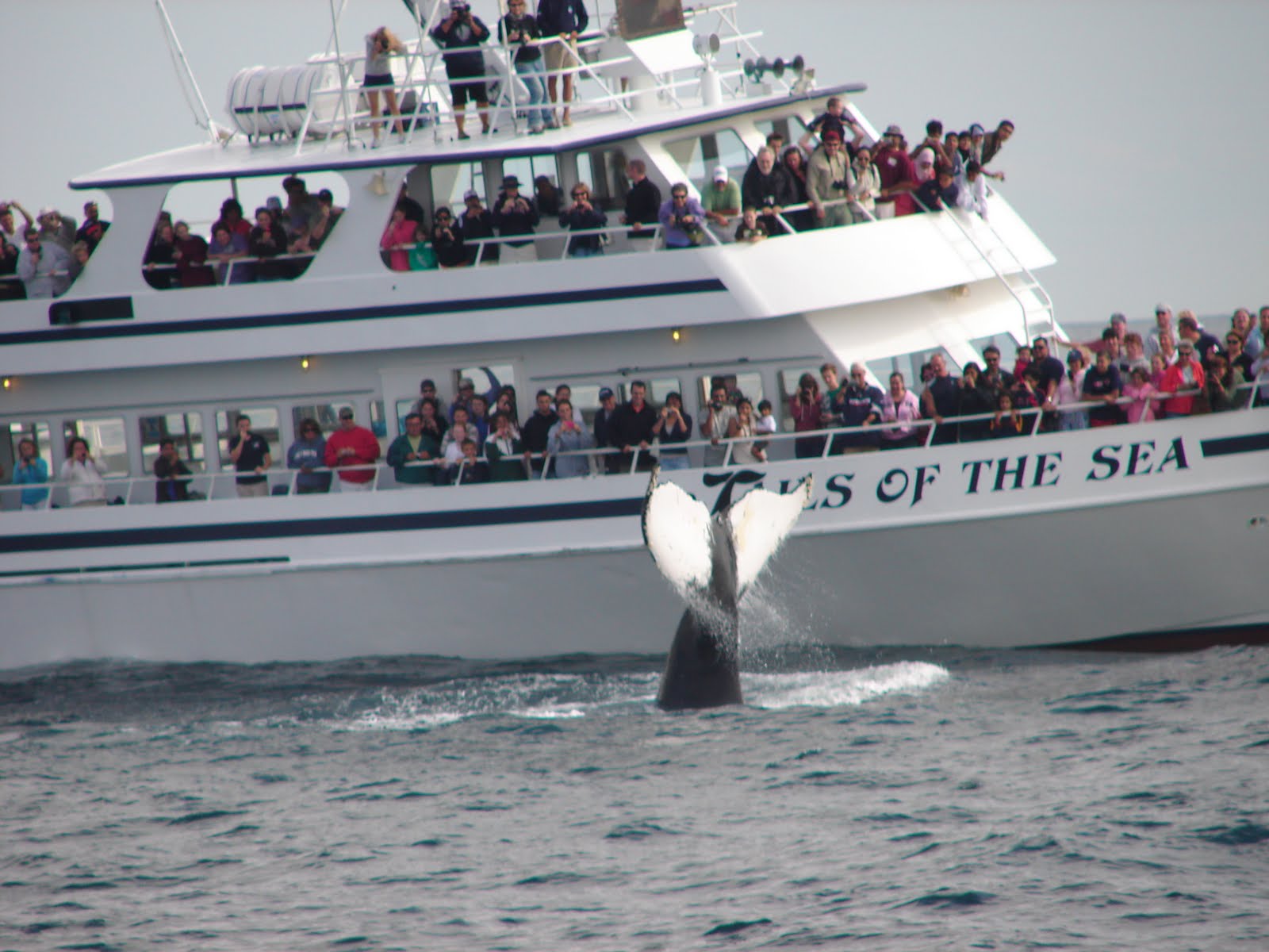 Best time to go whale watching? ! Regional Indian Cuisine Blogroll ! Boston Whale Watching